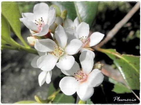 シャリンバイ花