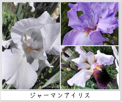 ジャーマンアイリス5月中旬