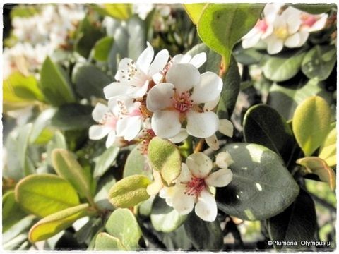 シャリンバイ花