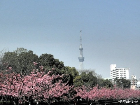 河津桜とスカイツリー
