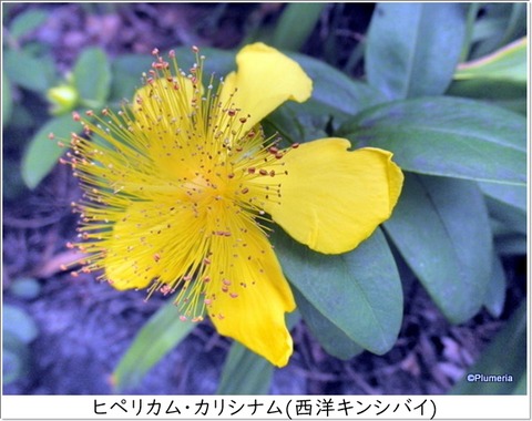 ヒペリカム・カリシナム