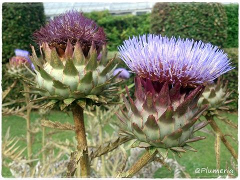 アーティチョークの花
