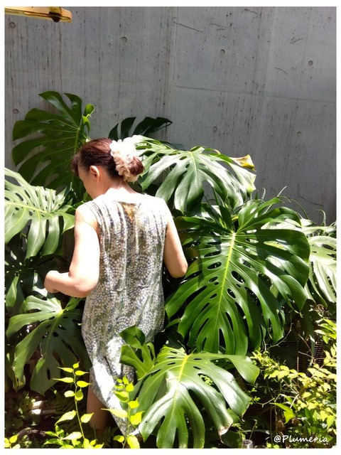 モンステラ2407 b