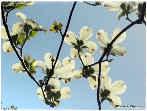 ハナミズキ白 (3)