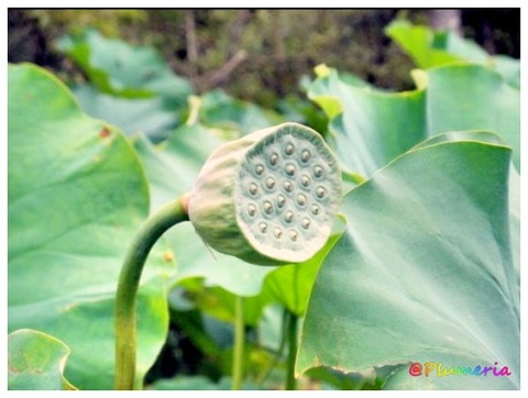 ハス の花 (花托)