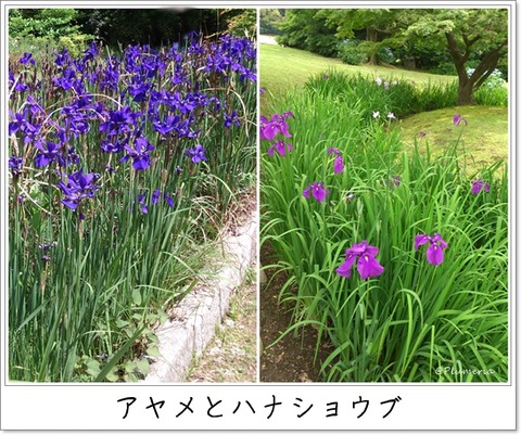 アヤメとハナショウブ乾燥地と半湿地