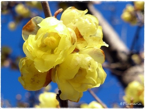 マンゲツロウバイ