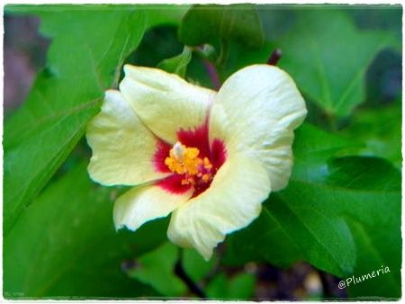 メンカ（綿花）