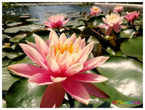 スイレン （温帯スイレン） 