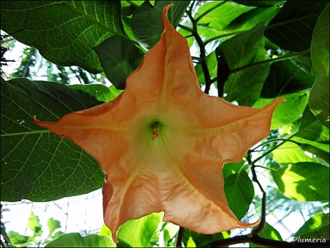 ブルグマンシア・ウェルシコロル真下