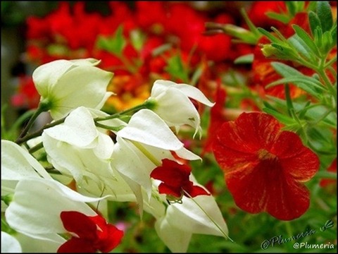 ゲンペイクサギ＆カリブラコア