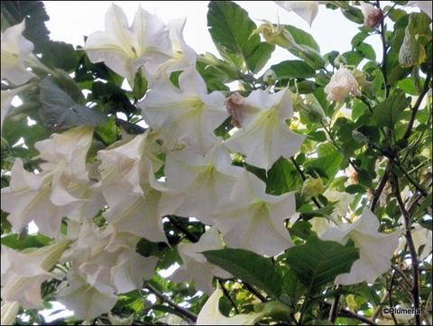 キダチチョウセンアサガオ