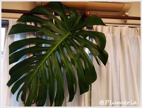 モンステラ葉のオブジェ 