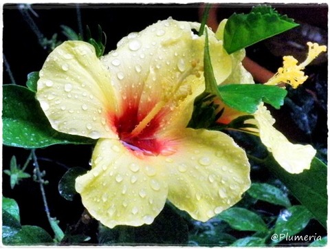 ハイビスカス黄in the rain