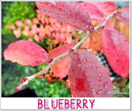 ブルーベリーBlueberry-2