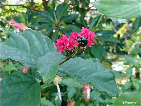 クレロデンドルム・スプレンデンス ベニバナクサギ実