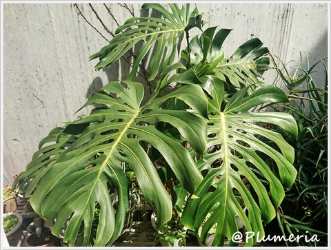 モンステラ (202103)