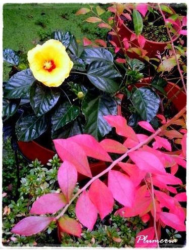 ハイビスカスとブルーベリー