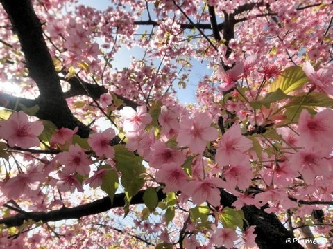 河津桜