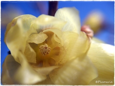 ソシンロウバイ　シベ