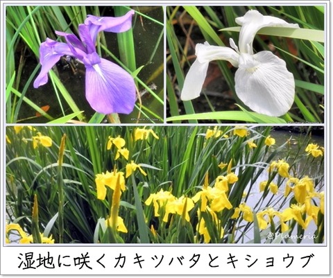 カキツバタとキショウブ湿地