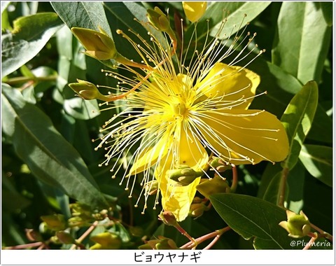 ビョウヤナギ