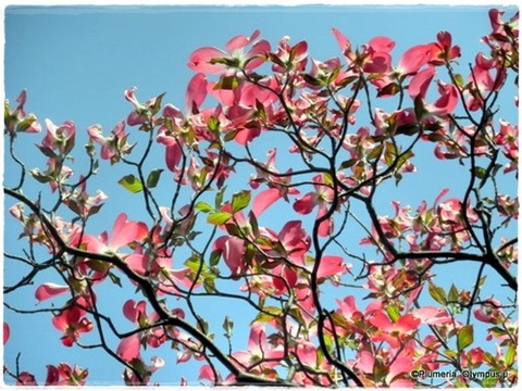 ハナミズキ 紅花(3)