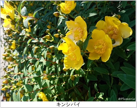 キンシバイ Hypericum patulum