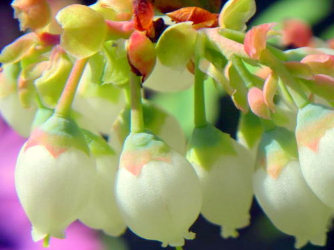 ブルーベリー (7)