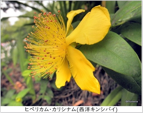 ヒペリカム・カリシナム
