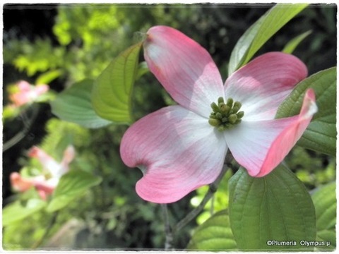ハナミズキ 紅花(4)