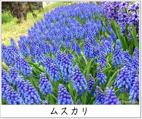 ムスカリ