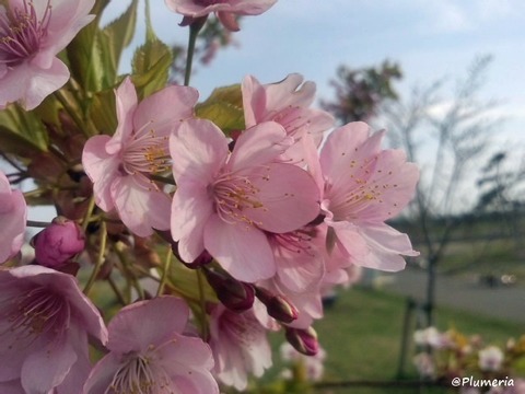 河津桜と運河