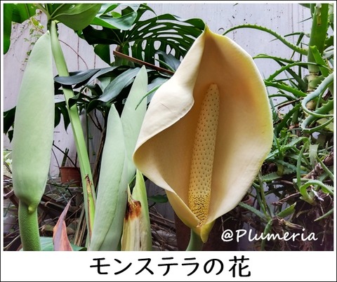 モンステラ花 (10)