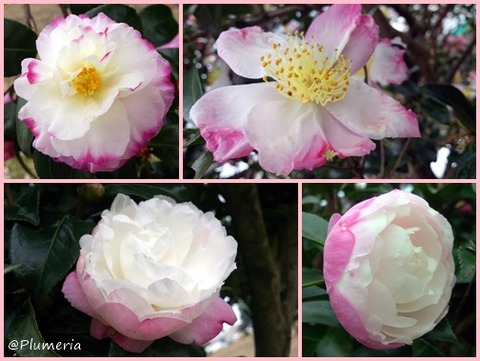 サザンカ　斑・ぼかし・外弁