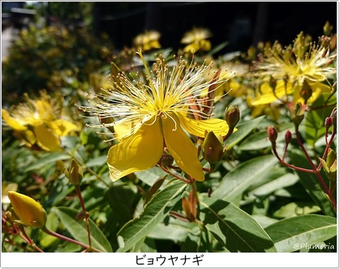 ビョウヤナギ