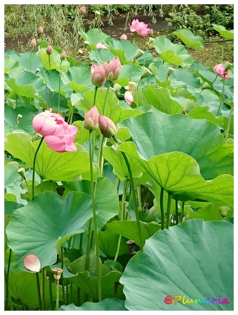 ハス の花(茎と葉)