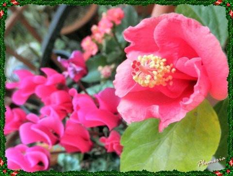 ハイビスカスとシクラメンｆ