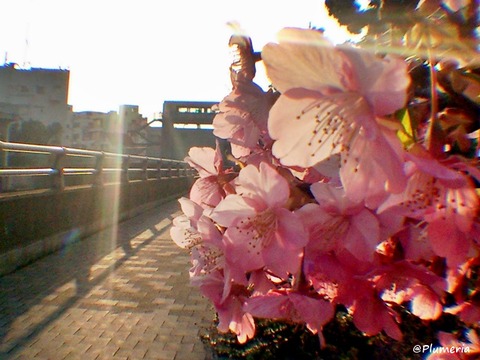 河津桜と水門
