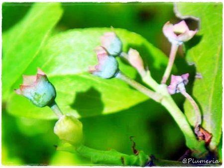 ブルーベリー花後
