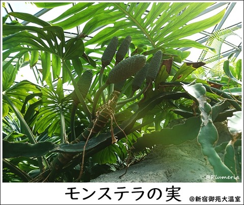 モンステラ実