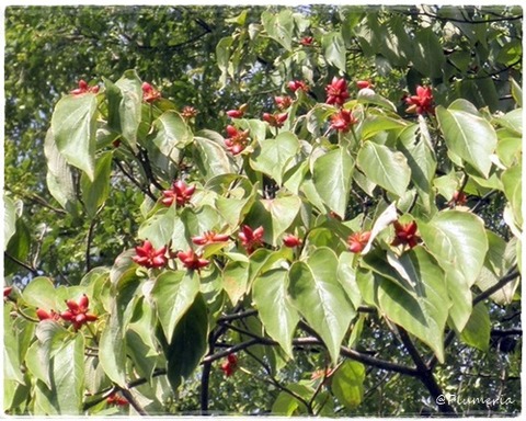 ハナミズキの実