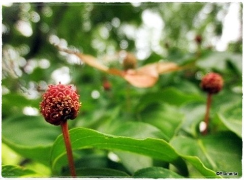 ヤマボウシ実Cornus kousa