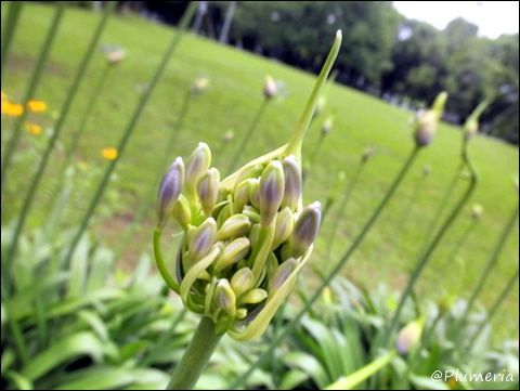 アガパンサス Agapanthus