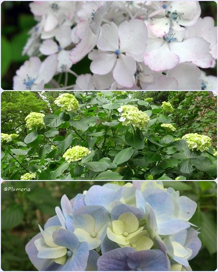 ヤマアジサイ手毬咲