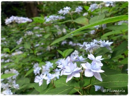 ヤマアジサイ七段花