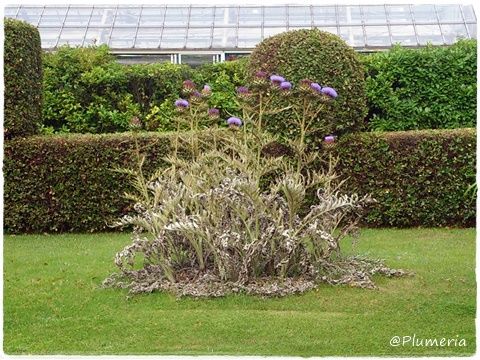 アーティチョークの花