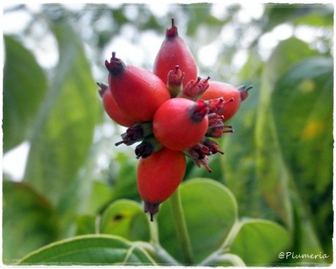 ハナミズキの実 (1)