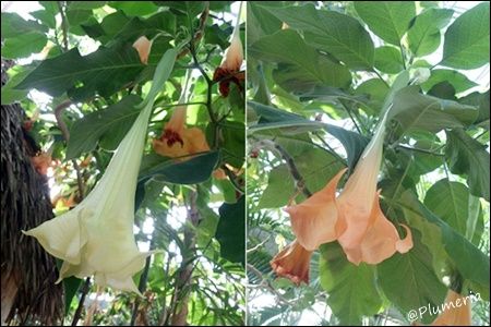 ブルグマンシア・ ウェルシコロル