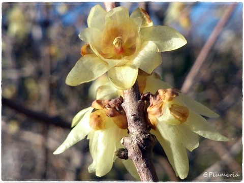 ソシンロウバイ